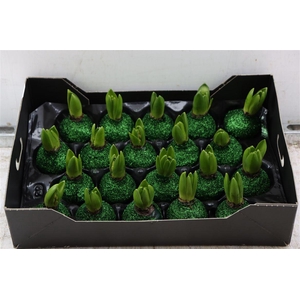 Wax Hyacinth Topline Gl Dennen Groen