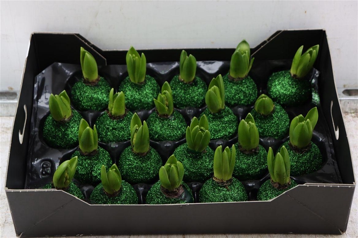<h4>Wax Hyacinth Topline Gl Dennen Groen</h4>