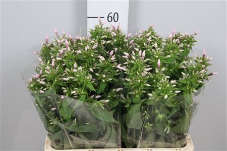 <h4>Phlox P Sweet Lexy</h4>