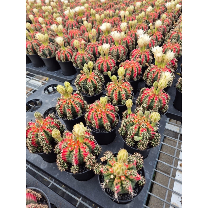 <h4>GYMNO JAPAN GEM</h4>