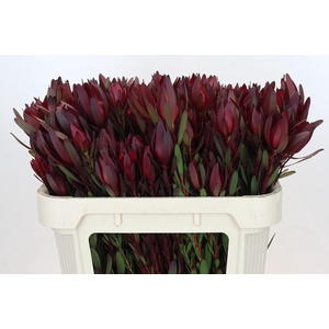 Leucadendron Saf Sunset Dark R.Spray