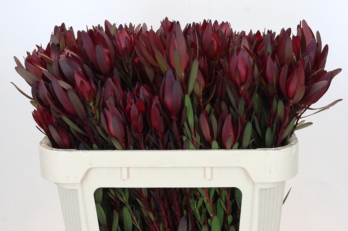 Leucadendron Saf Sunset Dark R.Spray