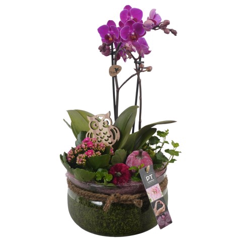 <h4>PTHG3344 Arrangementen kamerplanten</h4>