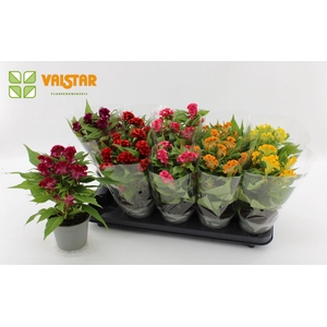 Celosia Twisted