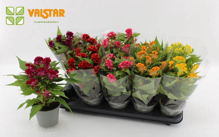 <h4>Celosia Twisted</h4>