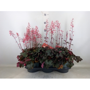 Heuchera   ...