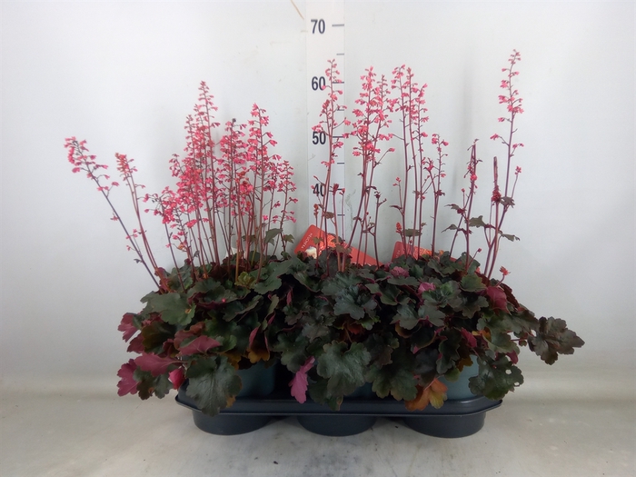 <h4>Heuchera   ...</h4>