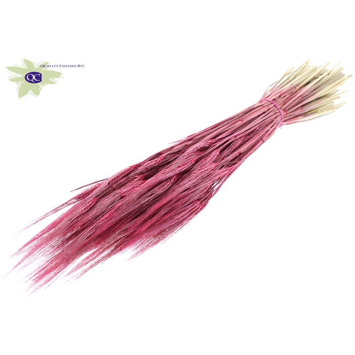 <h4>Hordeum per bunch Cerise</h4>