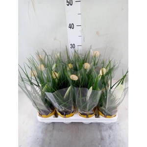 Tillandsia cyanea 'Biancini'