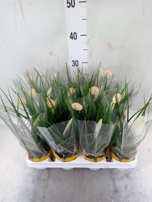 <h4>Tillandsia cyanea 'Biancini'</h4>