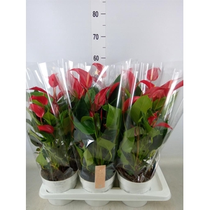 Anthurium  'Banderola Roja'