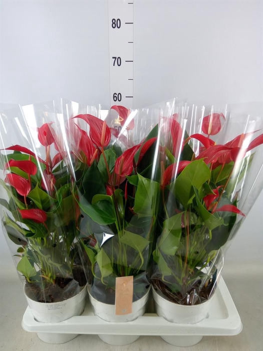 <h4>Anthurium  'Banderola Roja'</h4>