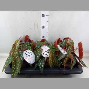 Begonia maculata