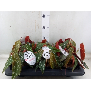 Begonia maculata