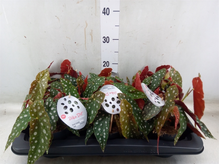 <h4>Begonia maculata</h4>