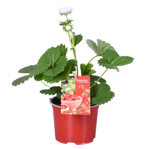 Fragaria overig