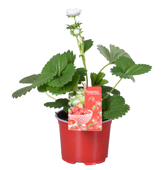 <h4>Fragaria overig</h4>