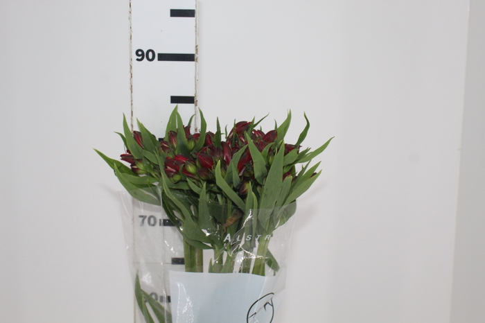 <h4>ALSTROEMERIA BAHIA 080 CM</h4>