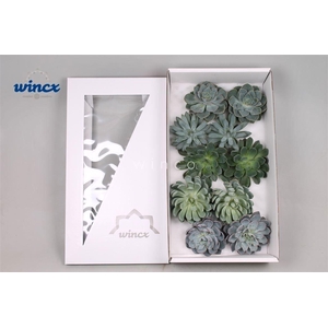 Echeveria Aqua Mix (wincx) Cutfl (5 Spcs)