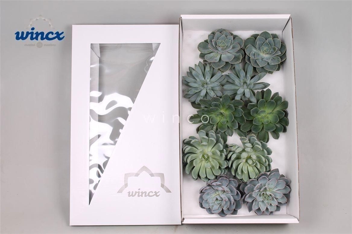 <h4>Echeveria Aqua Mix (wincx) Cutfl (5 Spcs)</h4>