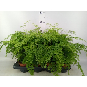 Adiantum raddi. 'Fragrans'