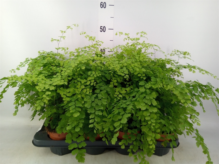 <h4>Adiantum raddi. 'Fragrans'</h4>