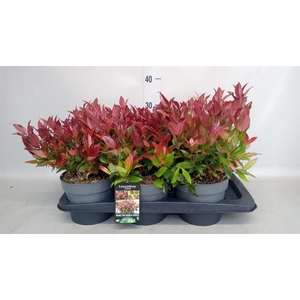 Leucothoe axillaris 'Zeblid'