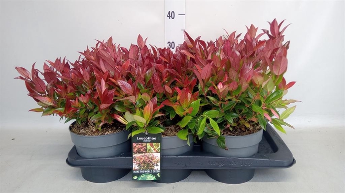 <h4>Leucothoe axillaris 'Zeblid'</h4>