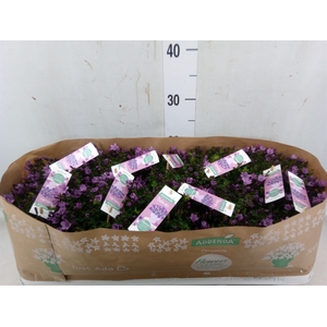 Campanula  'Ambella Pink'