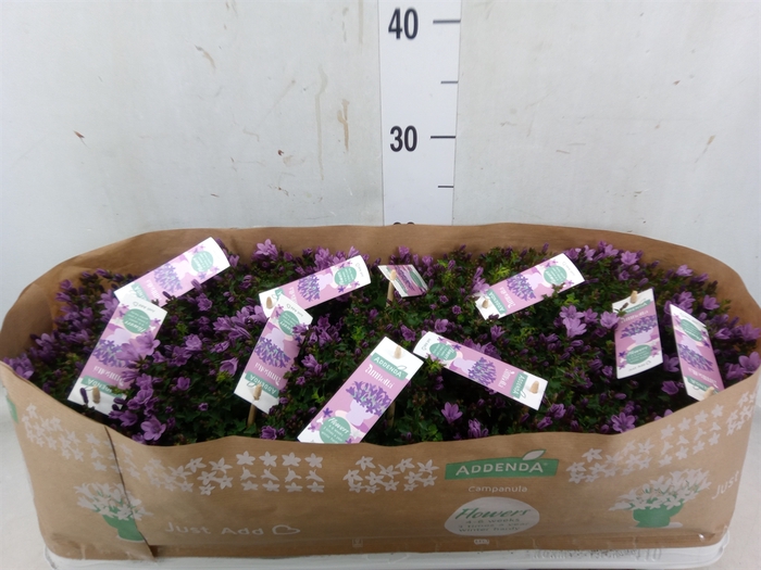 <h4>Campanula  'Ambella Pink'</h4>