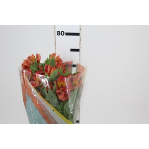 ALSTROEMERIA CINNAMON 070 CM