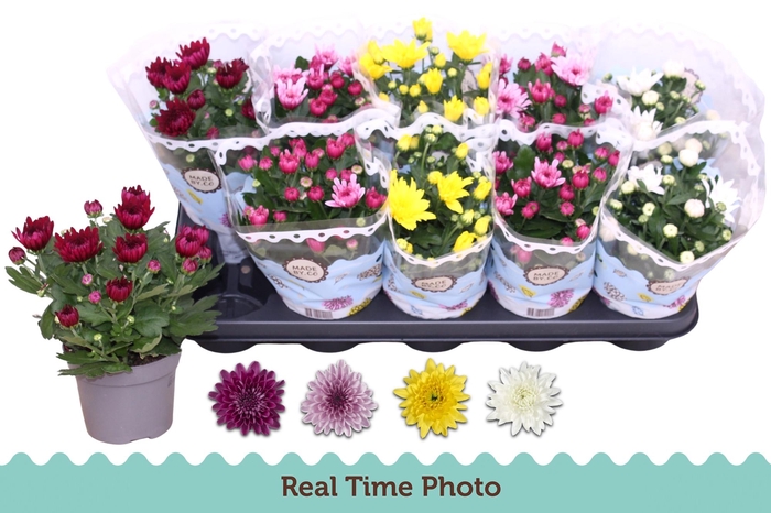 <h4>CHRYS GEVULDBL GEM</h4>