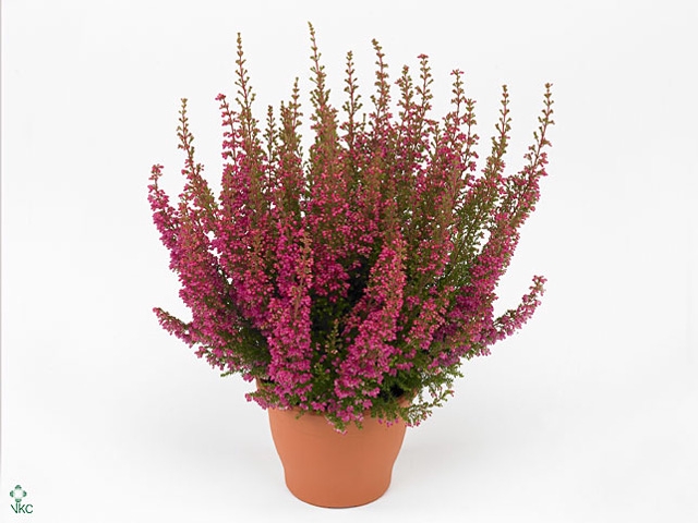 Erica gracilis 'Bea Queen Margaret'