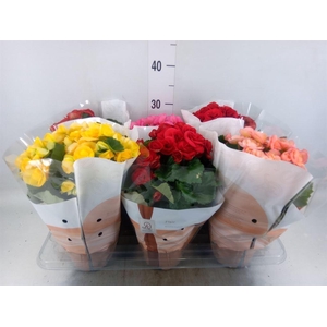 Begonia elat. DU   ...mix