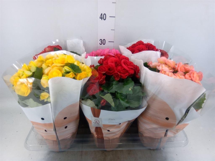 <h4>Begonia elat. DU   ...mix</h4>