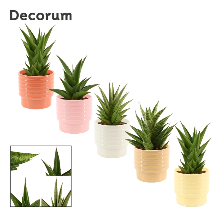 <h4>Sansevieria Crown Mix 12 cm in Naemi (Sympathetic moods-collecti</h4>