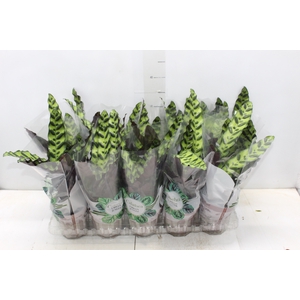 CALATHEA INSIGNIS P12