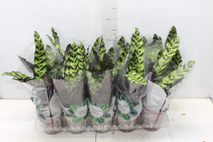 <h4>CALATHEA INSIGNIS P12</h4>