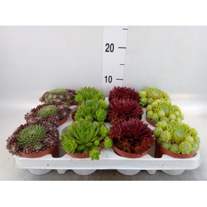 Sempervivum   ...