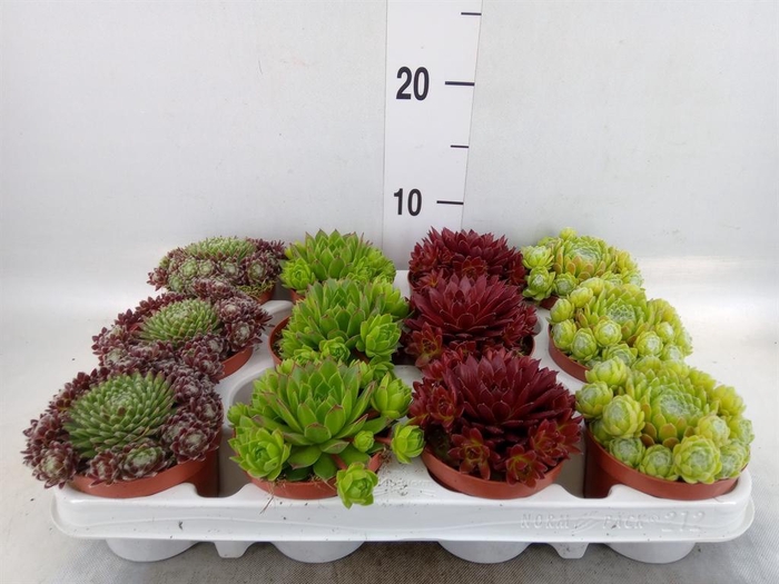 <h4>Sempervivum   ...</h4>