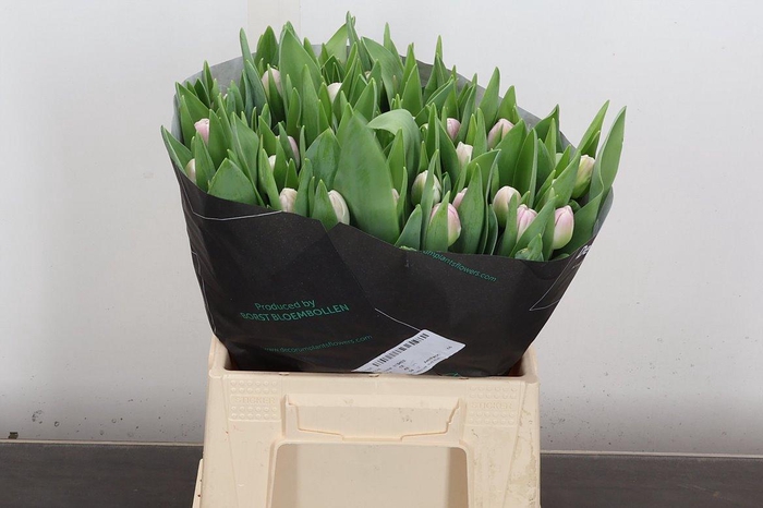 <h4>Tu Du Voque</h4>