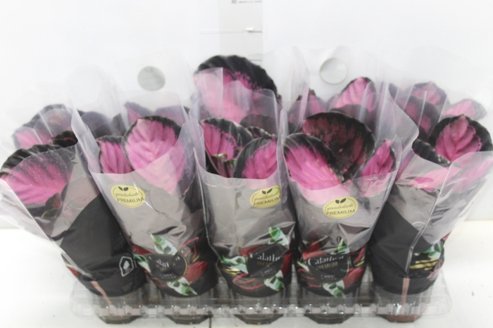 <h4>CALATHEA ROSEA PICTA CRIMSON P12</h4>
