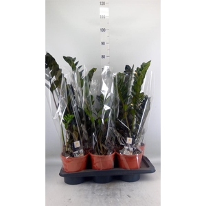 Zamioculcas zamiifolia 'Dowon'