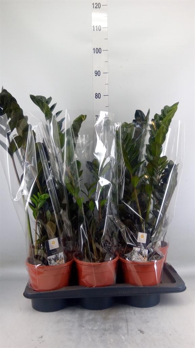 <h4>Zamioculcas zamiifolia 'Dowon'</h4>
