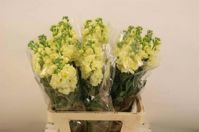 <h4>MATTH IRON YELLOW</h4>