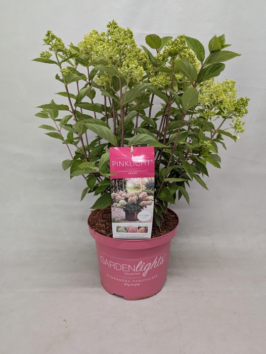 <h4>Hydrangea Paniculata (Gardenlight) 'Pinklight' - 23 cm</h4>