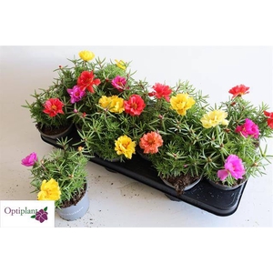 PORTULACA