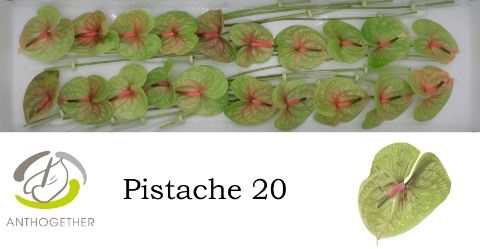 <h4>Anth A Pistache 9 cm X20 Wijnen</h4>