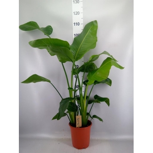 Strelitzia nicolai
