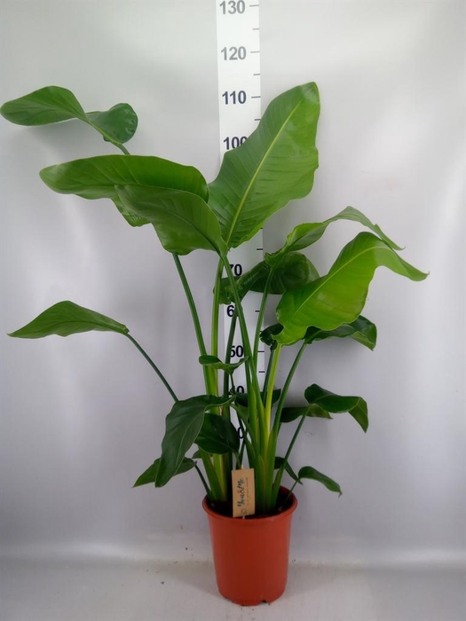 <h4>Strelitzia nicolai</h4>